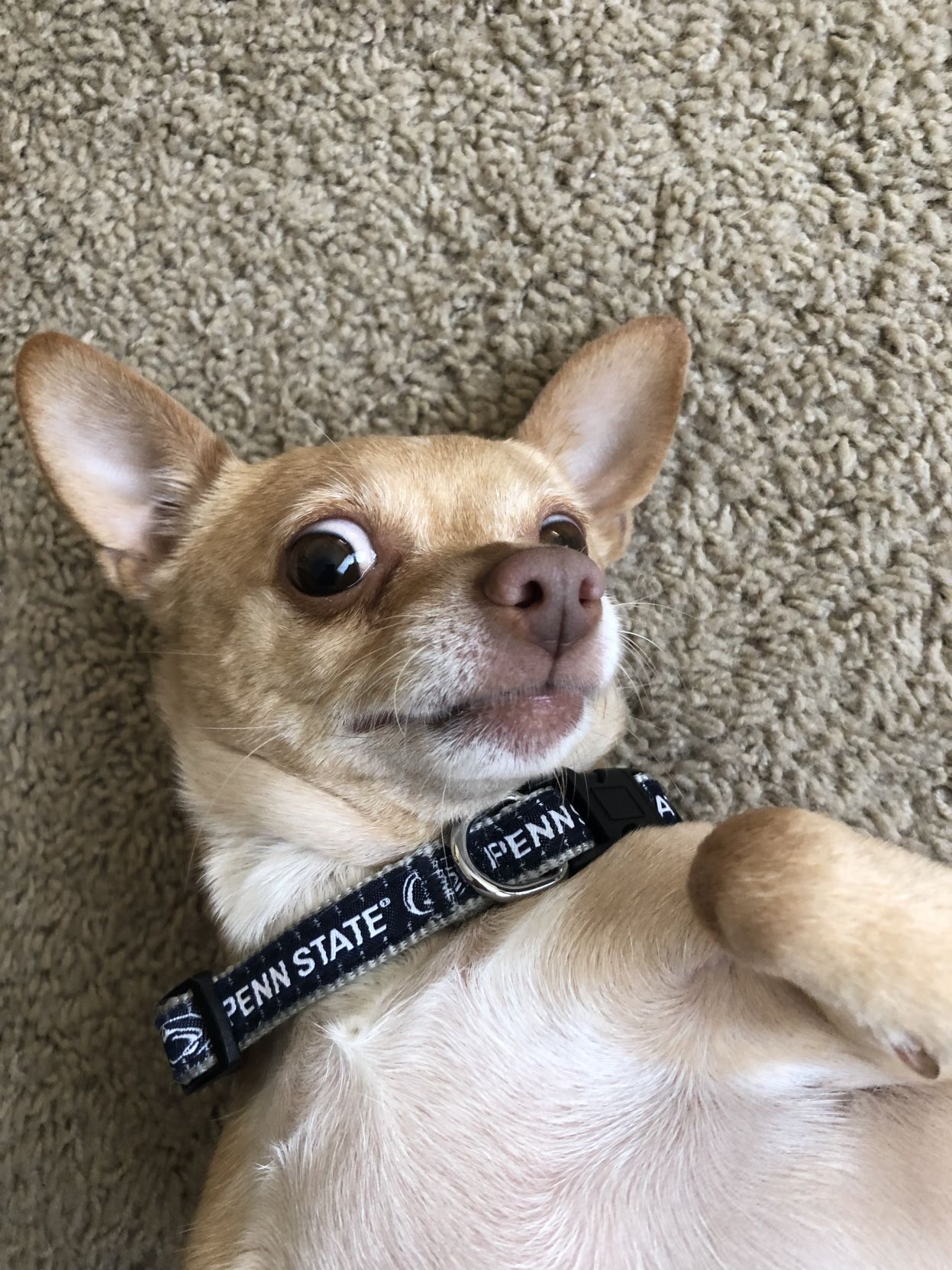 CiCi